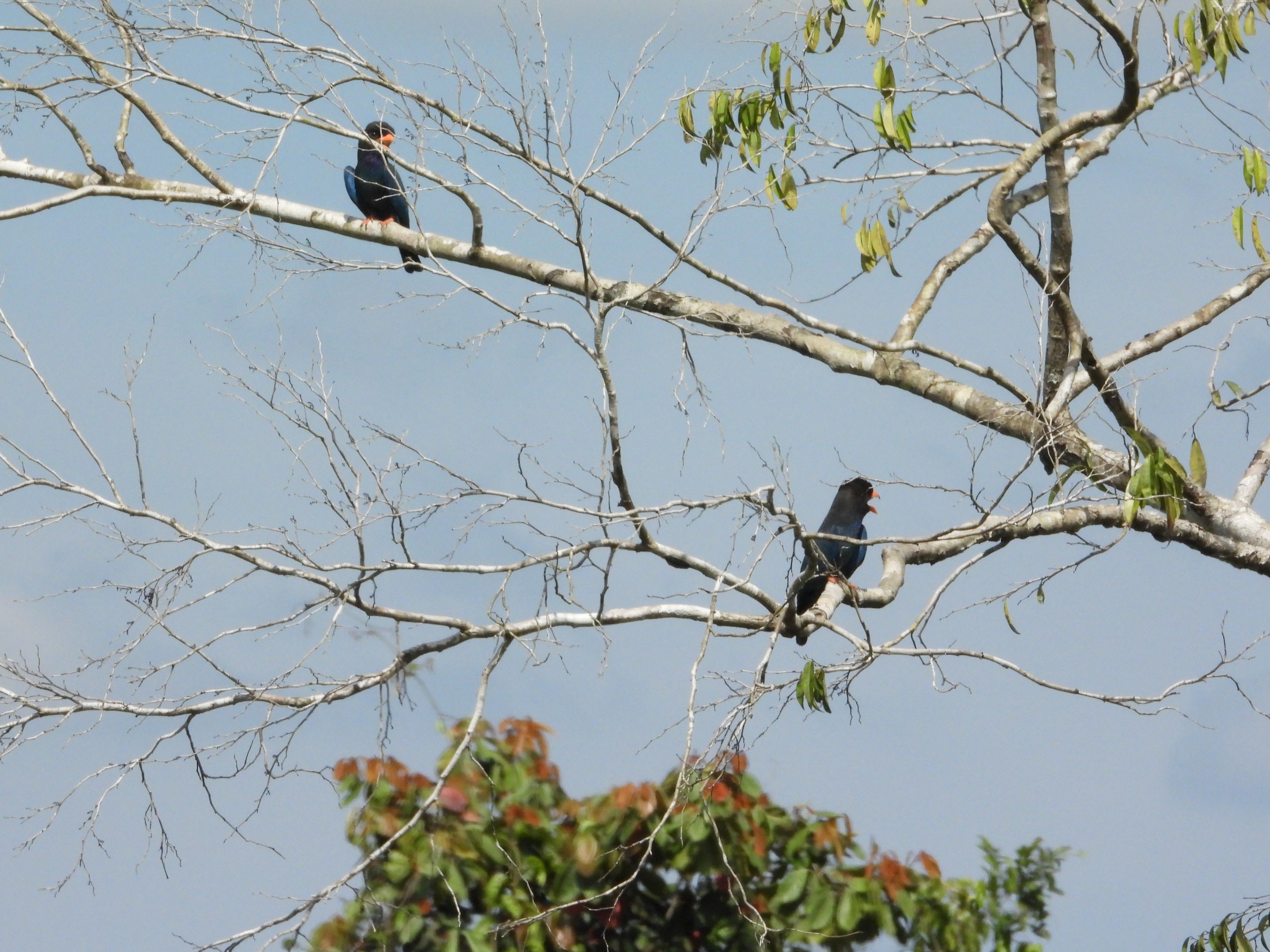 Tengkek Buto (Eurystomus orientalis)