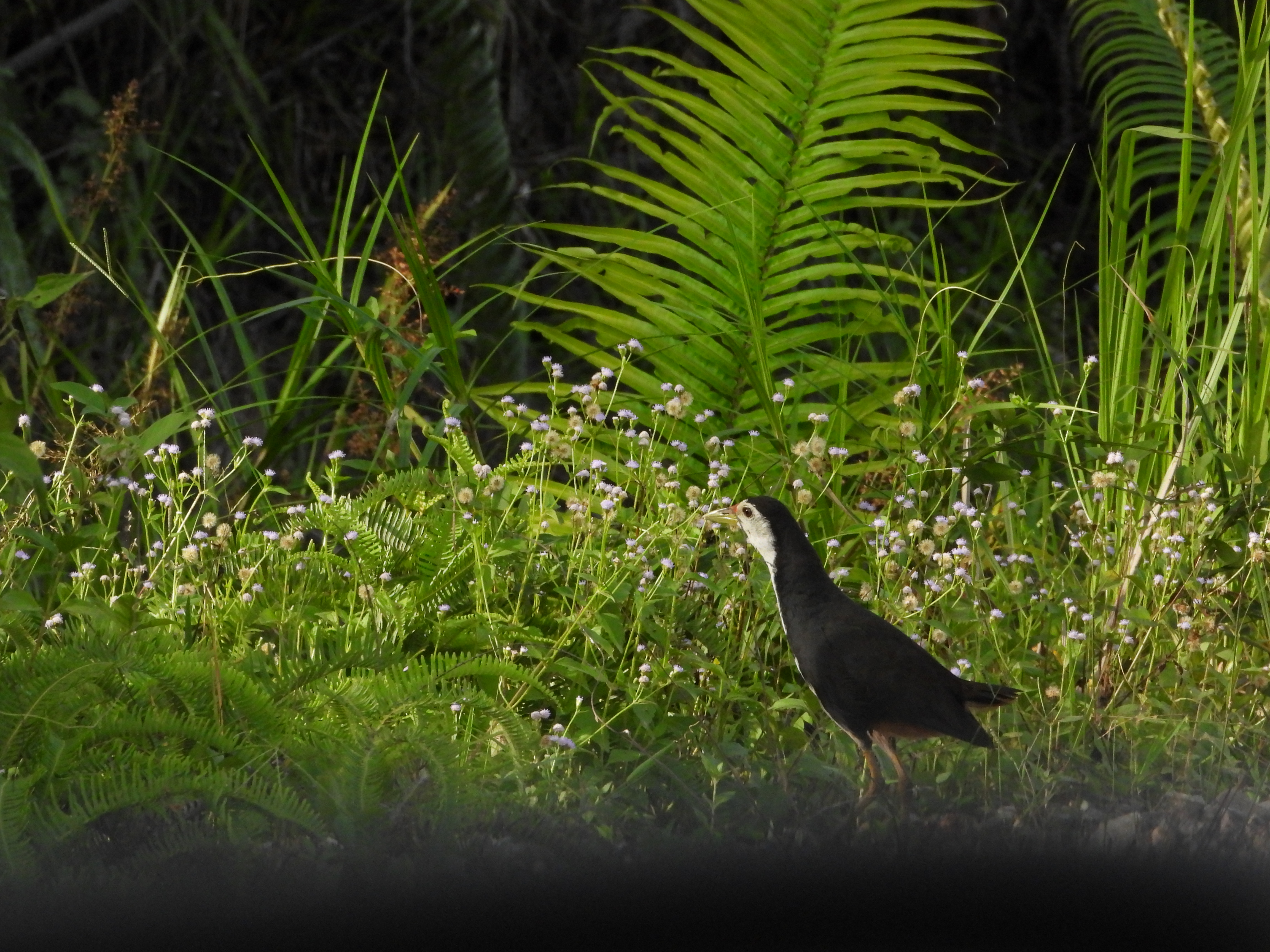 Kareo Padi (Amaurornis phoenicurus)