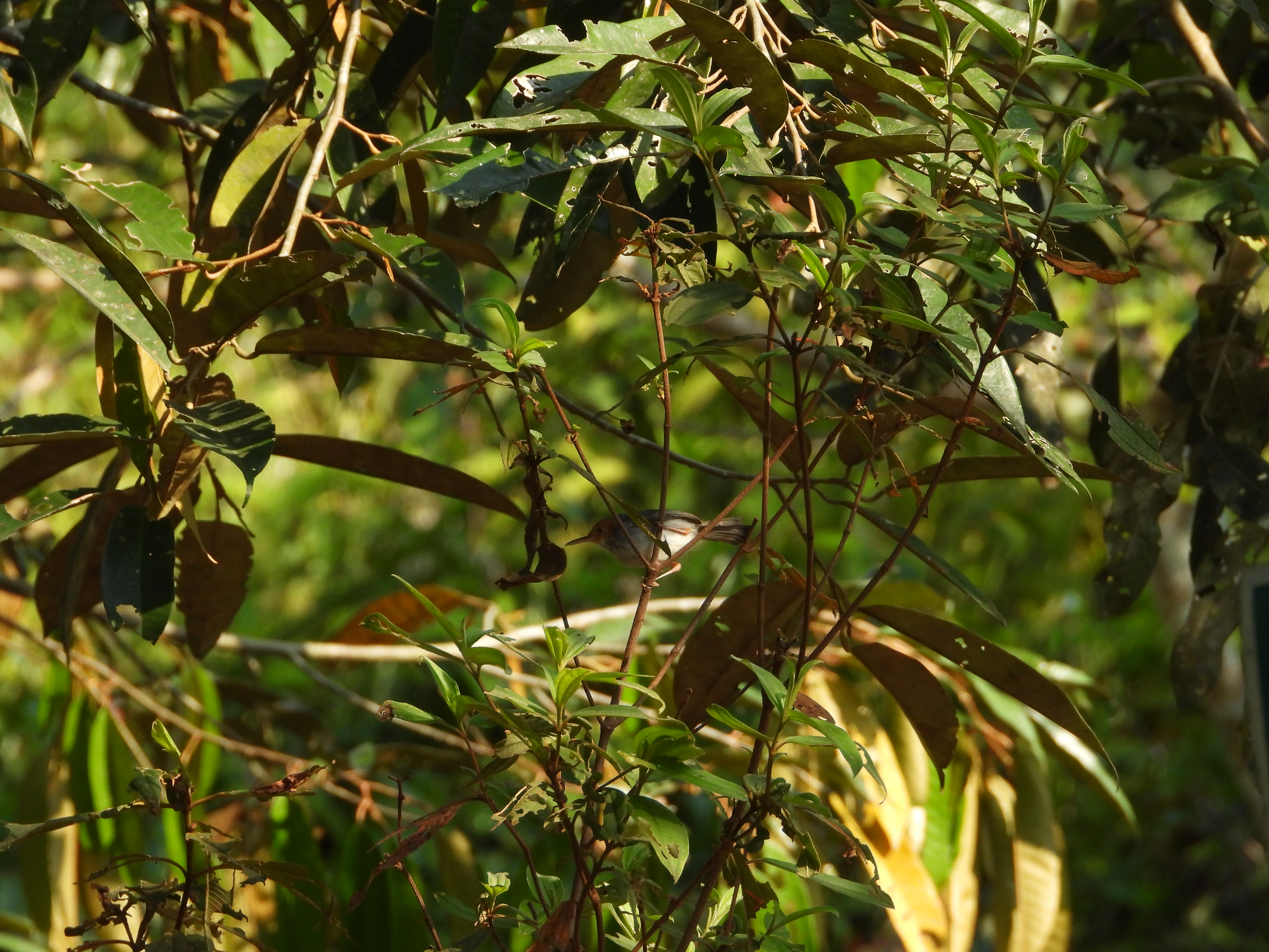 Prenjak/Cinenen Kelabu (Orthotomus ruficeps)