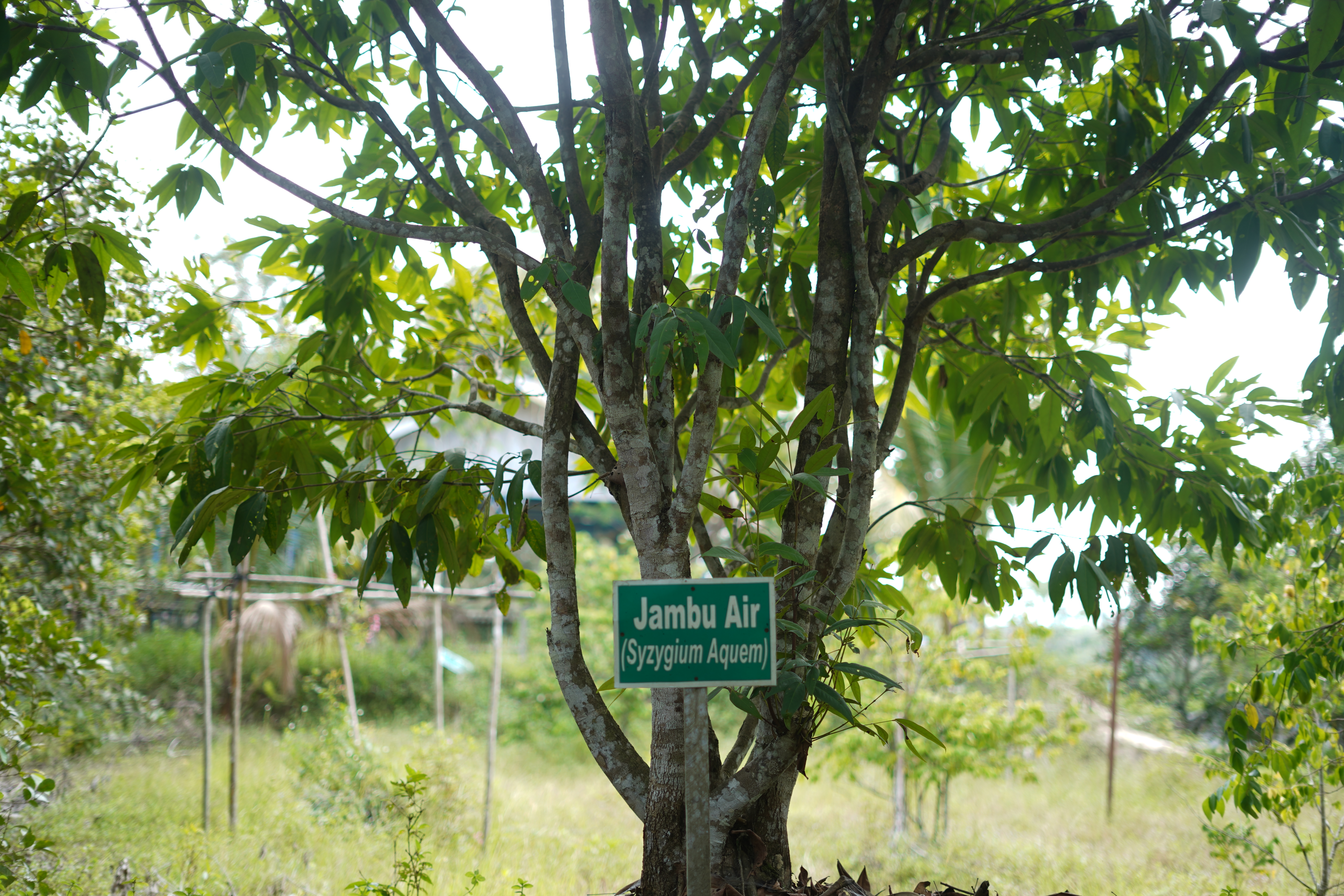 Jambu Air (Syzygium Aquem)