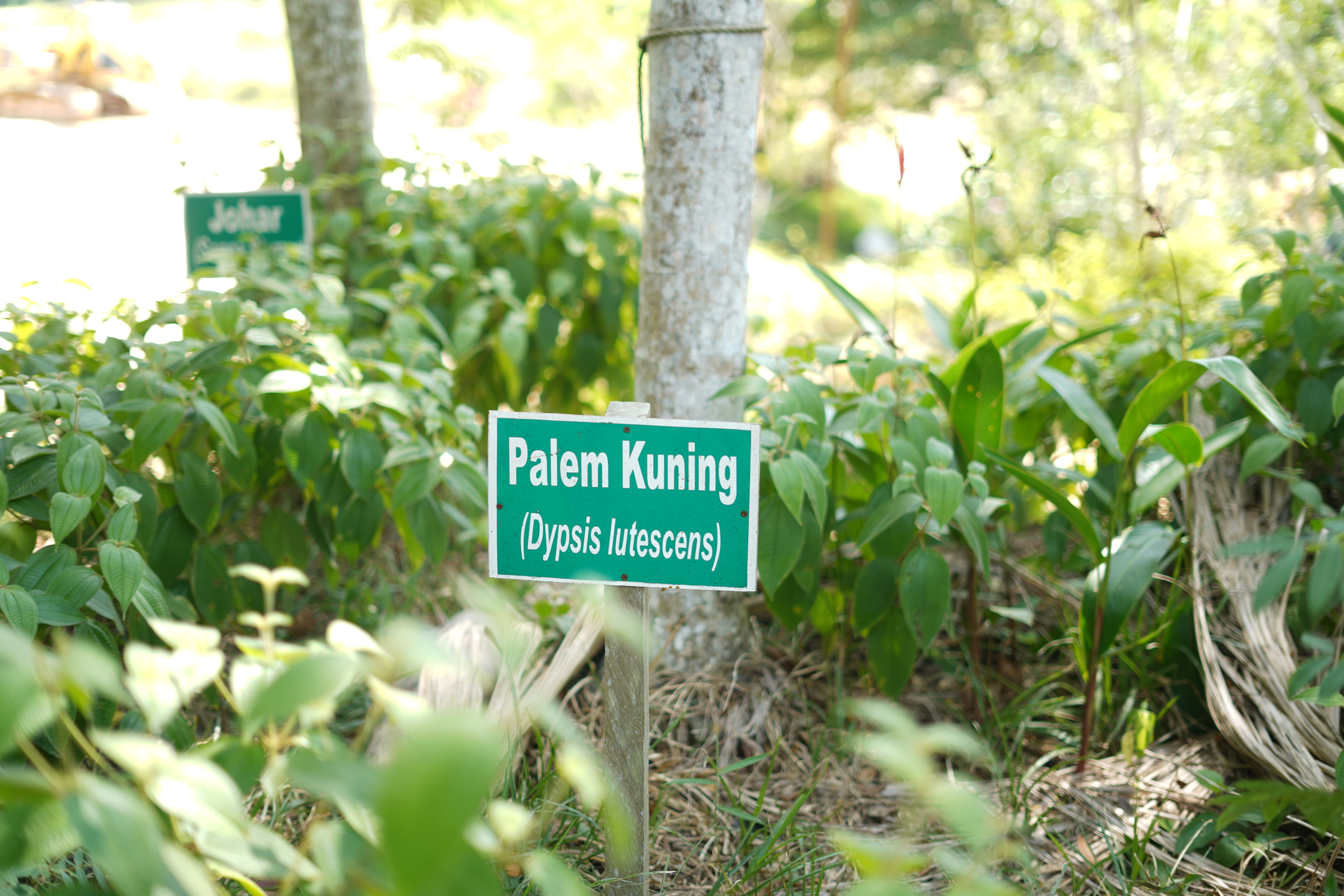 Palem Kuning (Dypsis Iutescens)