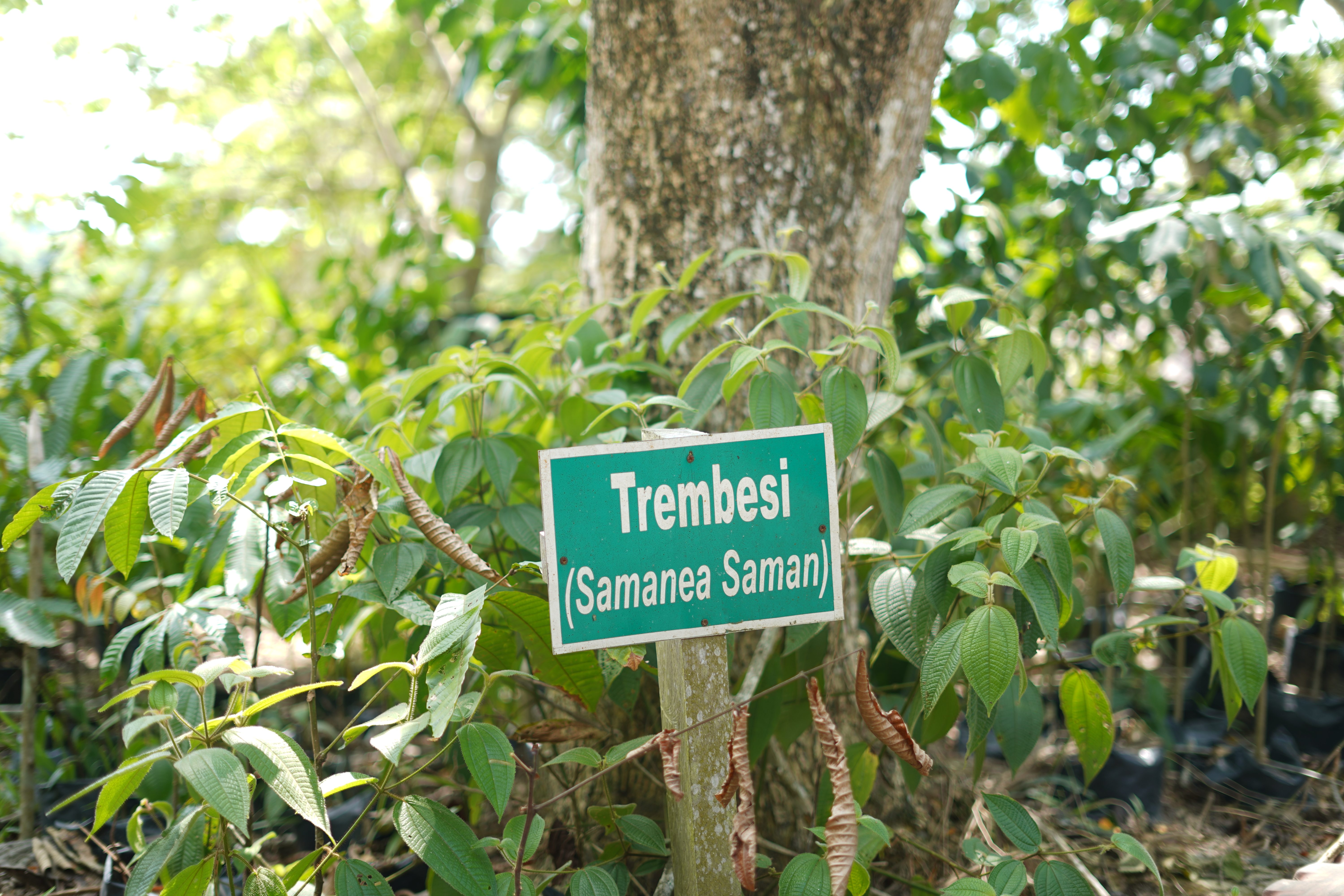 Trembesi (Samanea Saman)
