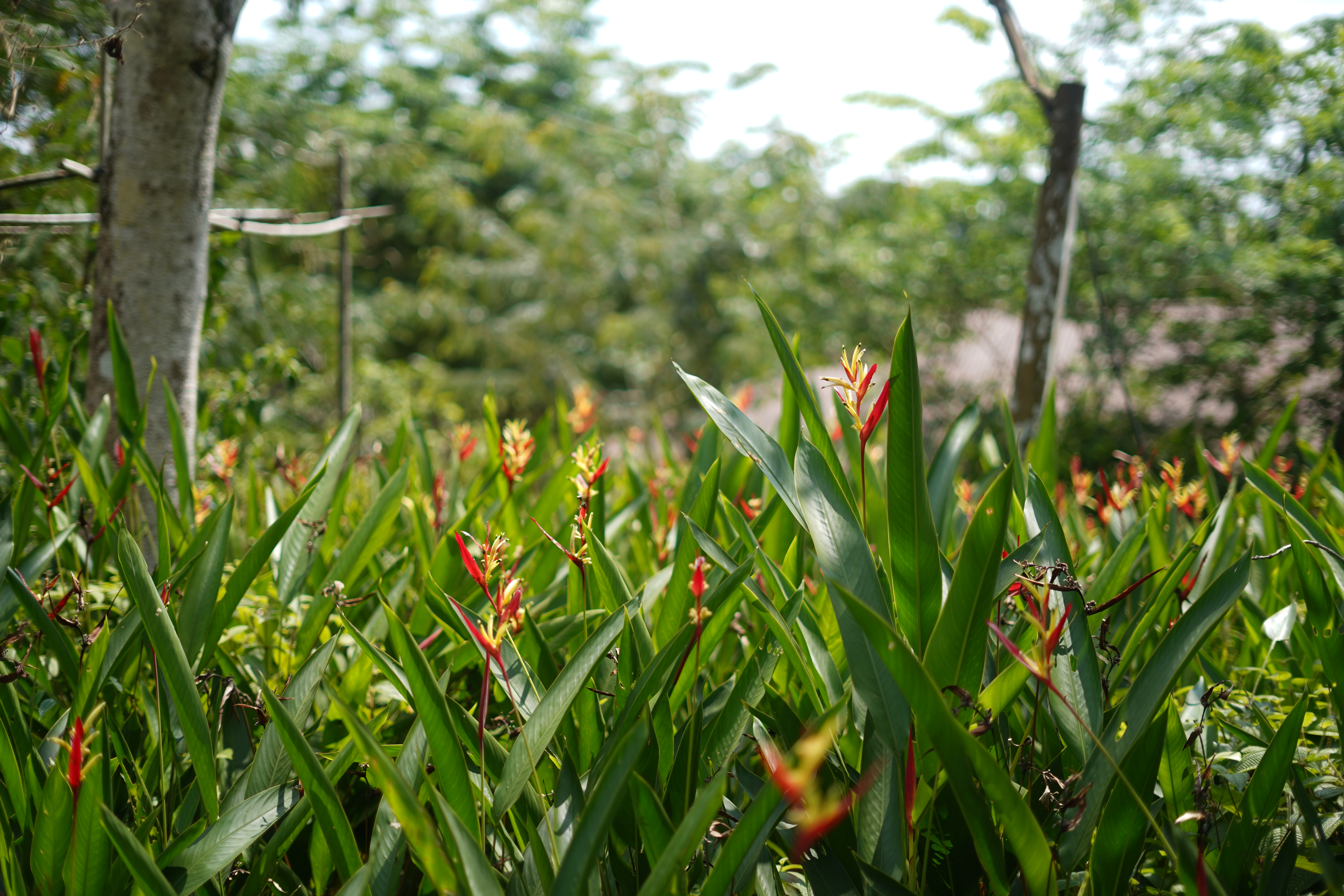 Bunga Supit Udang (Heliconia psittacorum)