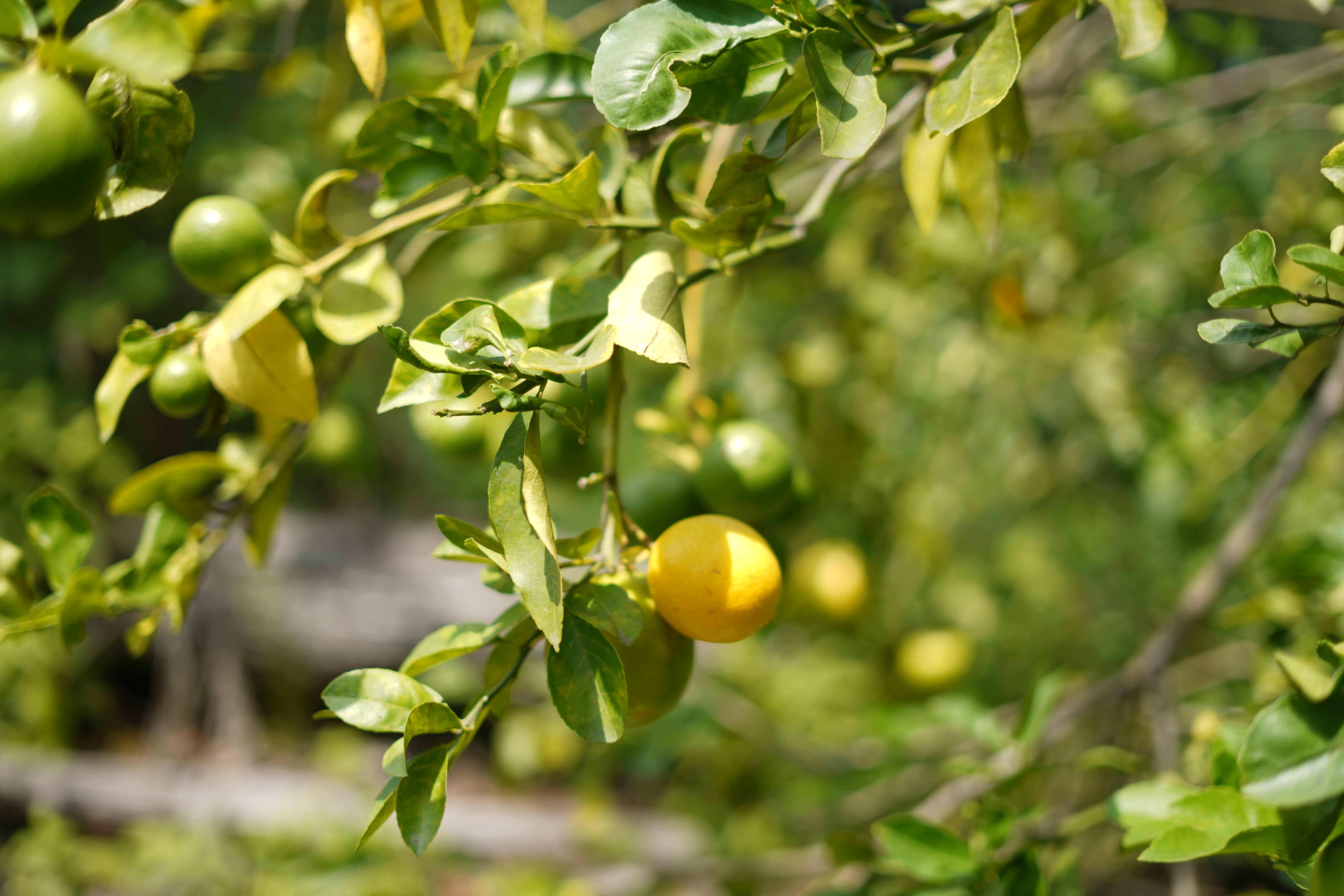Jeruk Lemon Lokal (Citrus limon)