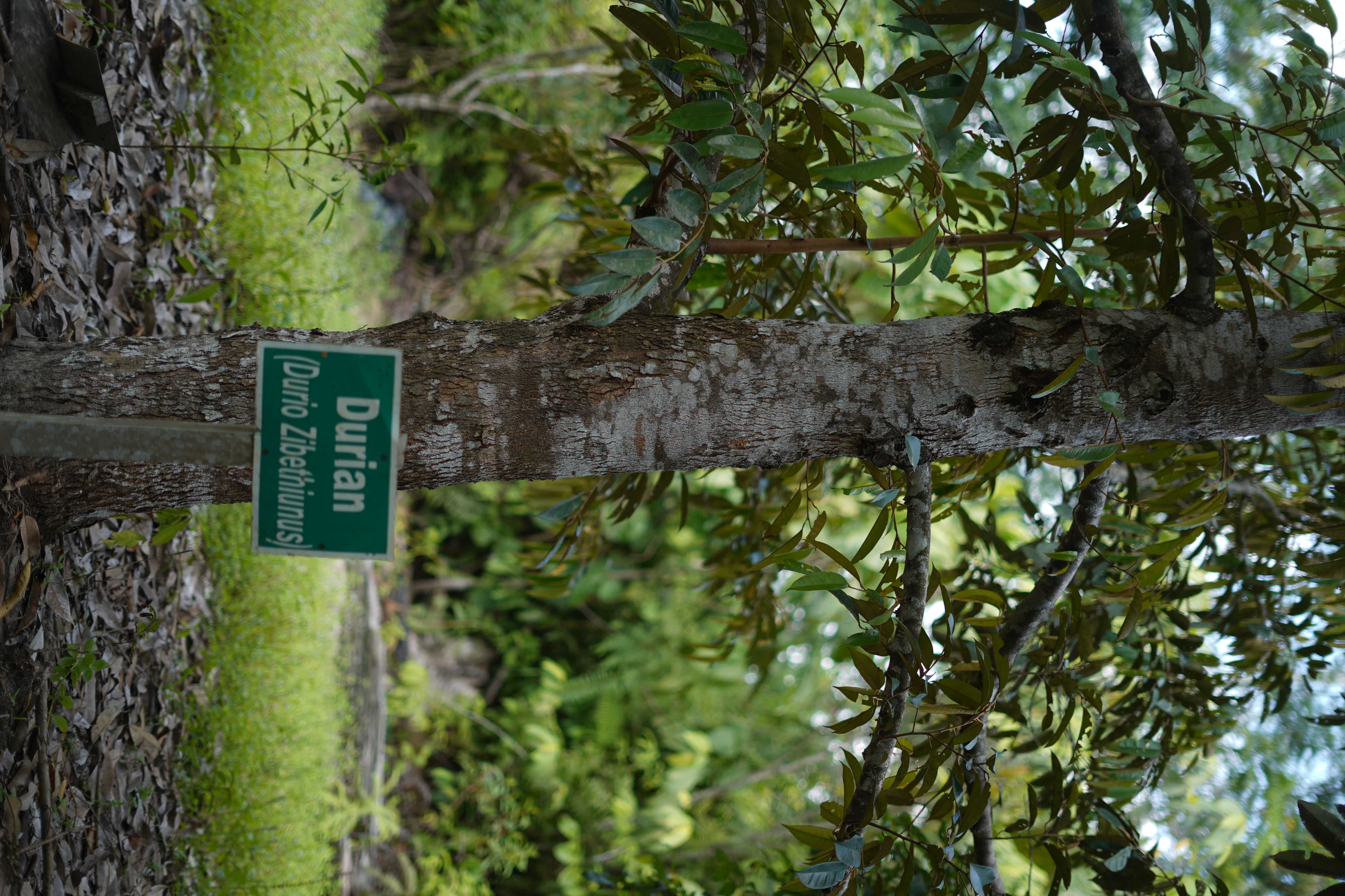 Durian (Durio Zibethiunus)