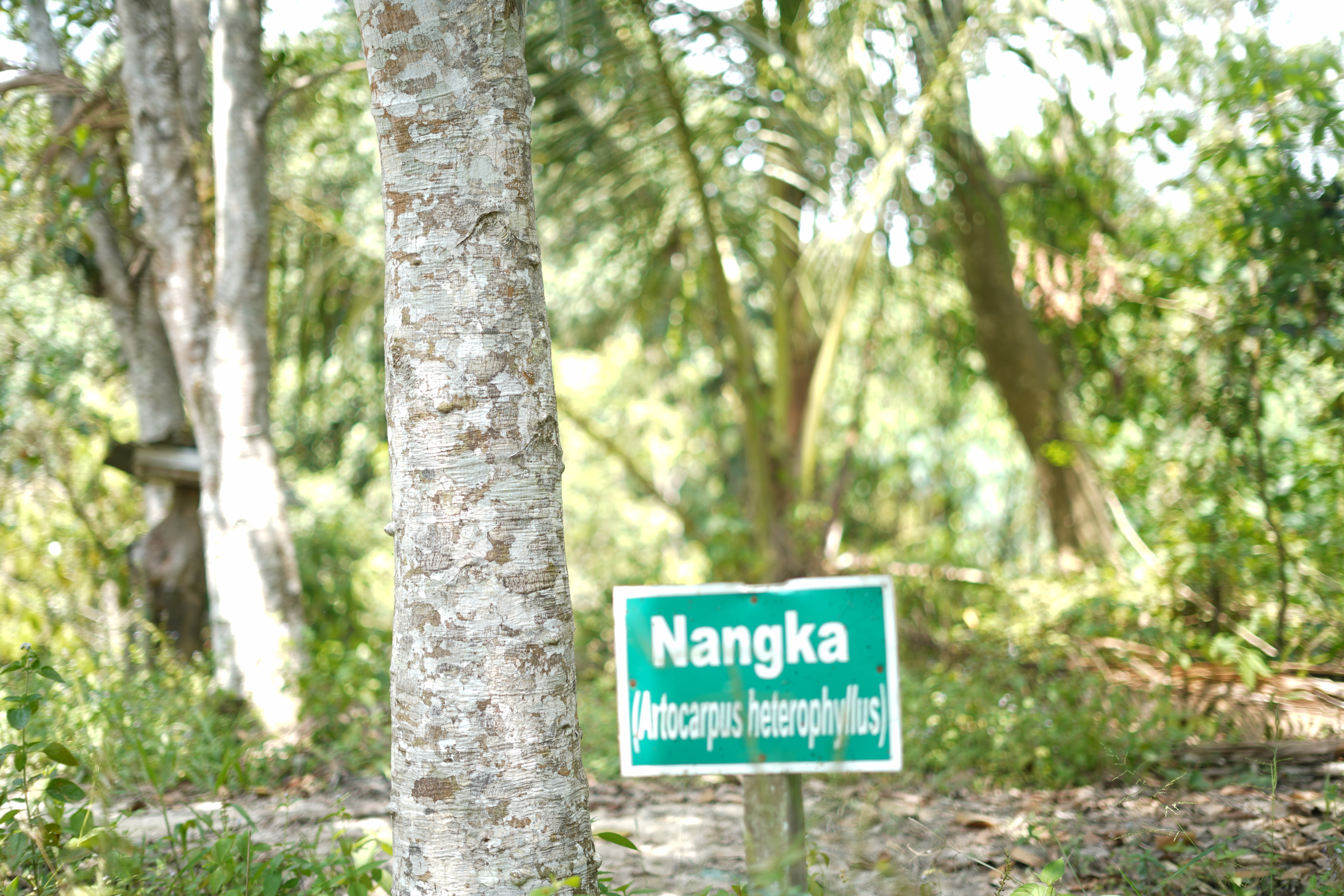 Nangka (Artocarpus Heterophyllus)