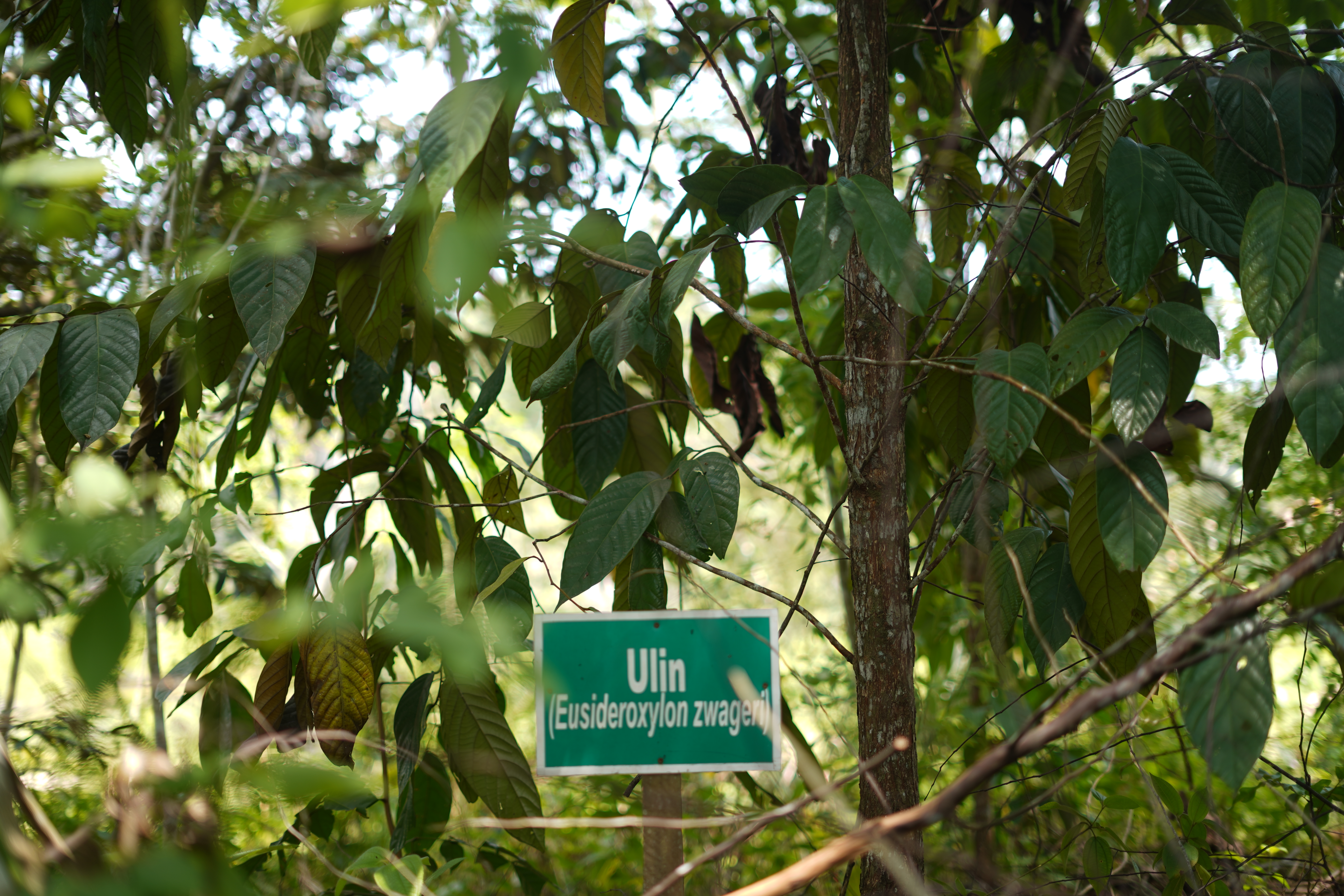 Ulin (Eusideroxylon Zwageri)