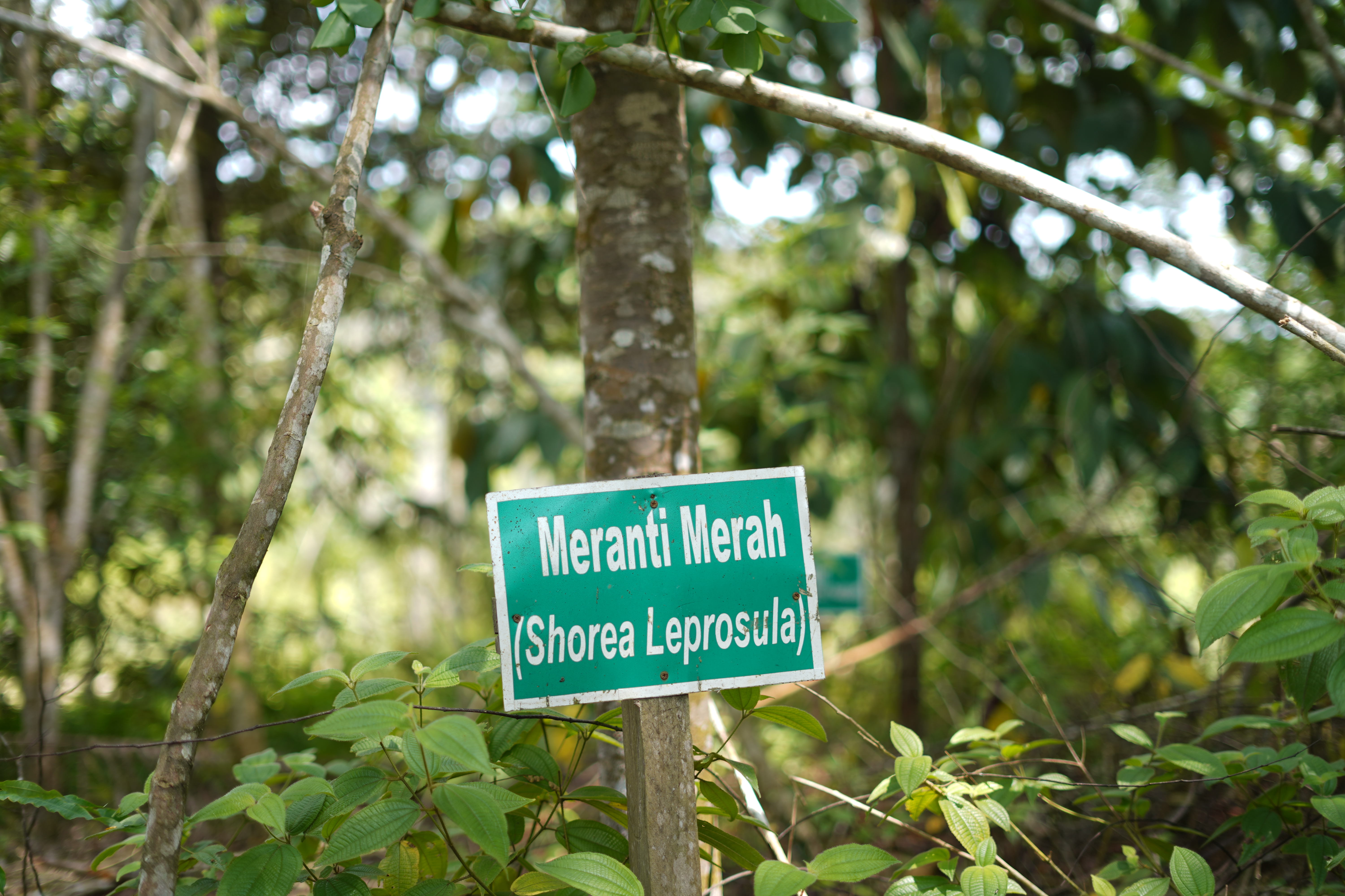 Meranti Merah (Shorea Leprosula)