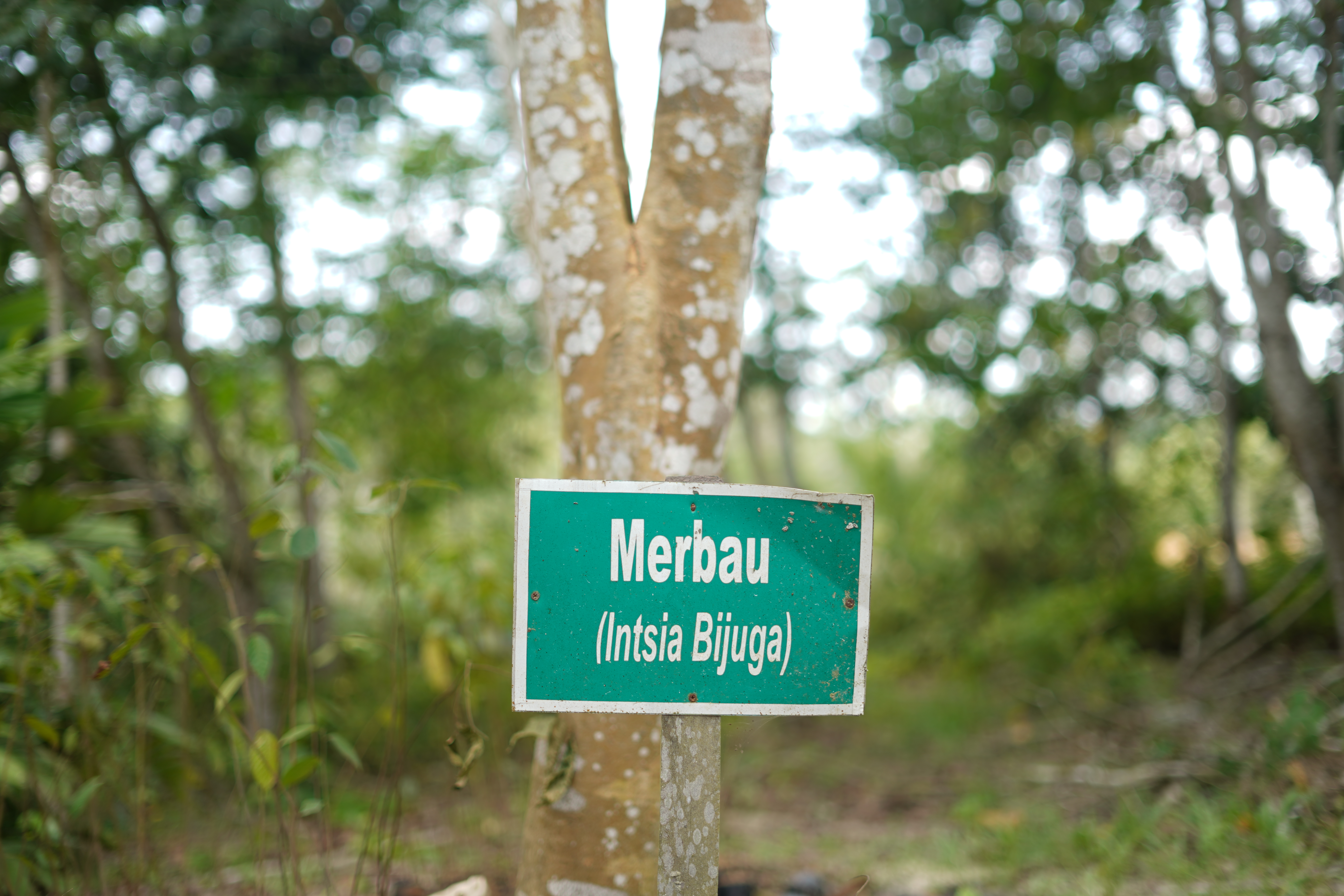 Merbau (Intsia Bijuga)