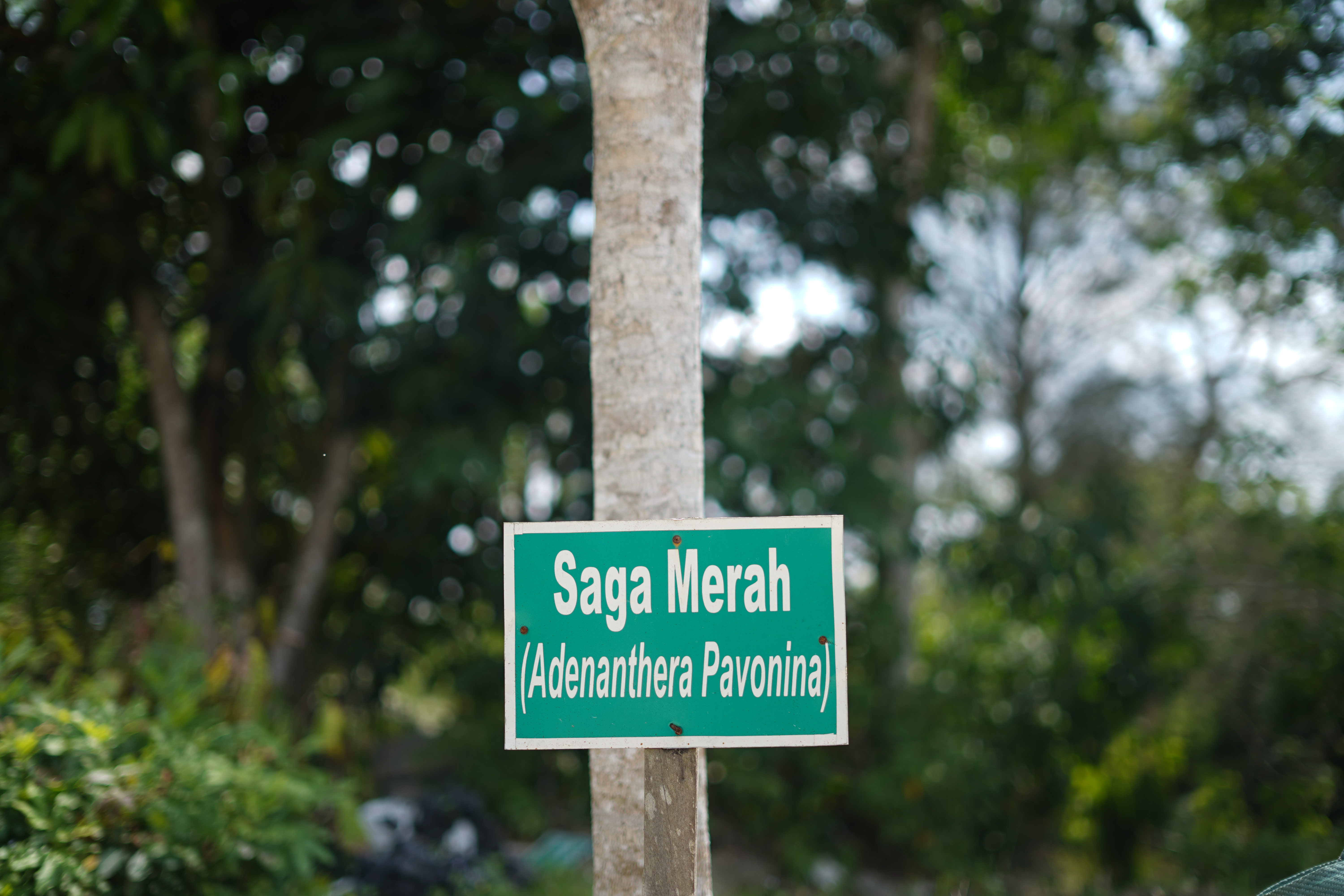 Saga Merah (Adenanthera Pavonina)